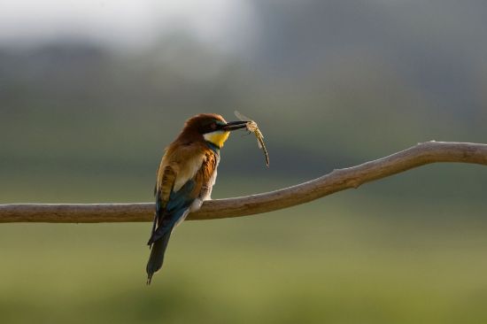Immagine di Birdwatching. Osservare gli uccelli nel tempo dei global changes - giovedì 16.30-18.00 - II periodo ONLINE - Esperti Muse
