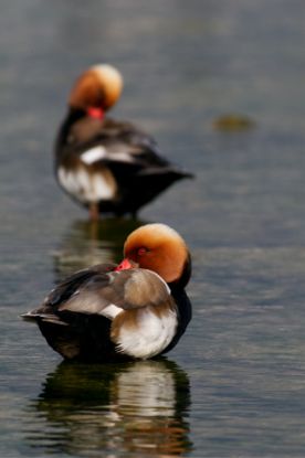 Immagine di Quattro passi nell'etologia - un approccio evolutivo al comportamento animale	giovedì	16.30-18.00	I PERIODO ONLINE prof. Osvaldo Negra